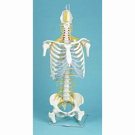 Spine Model with Pelvis, Rib Cage, Humerus and Femur Heads