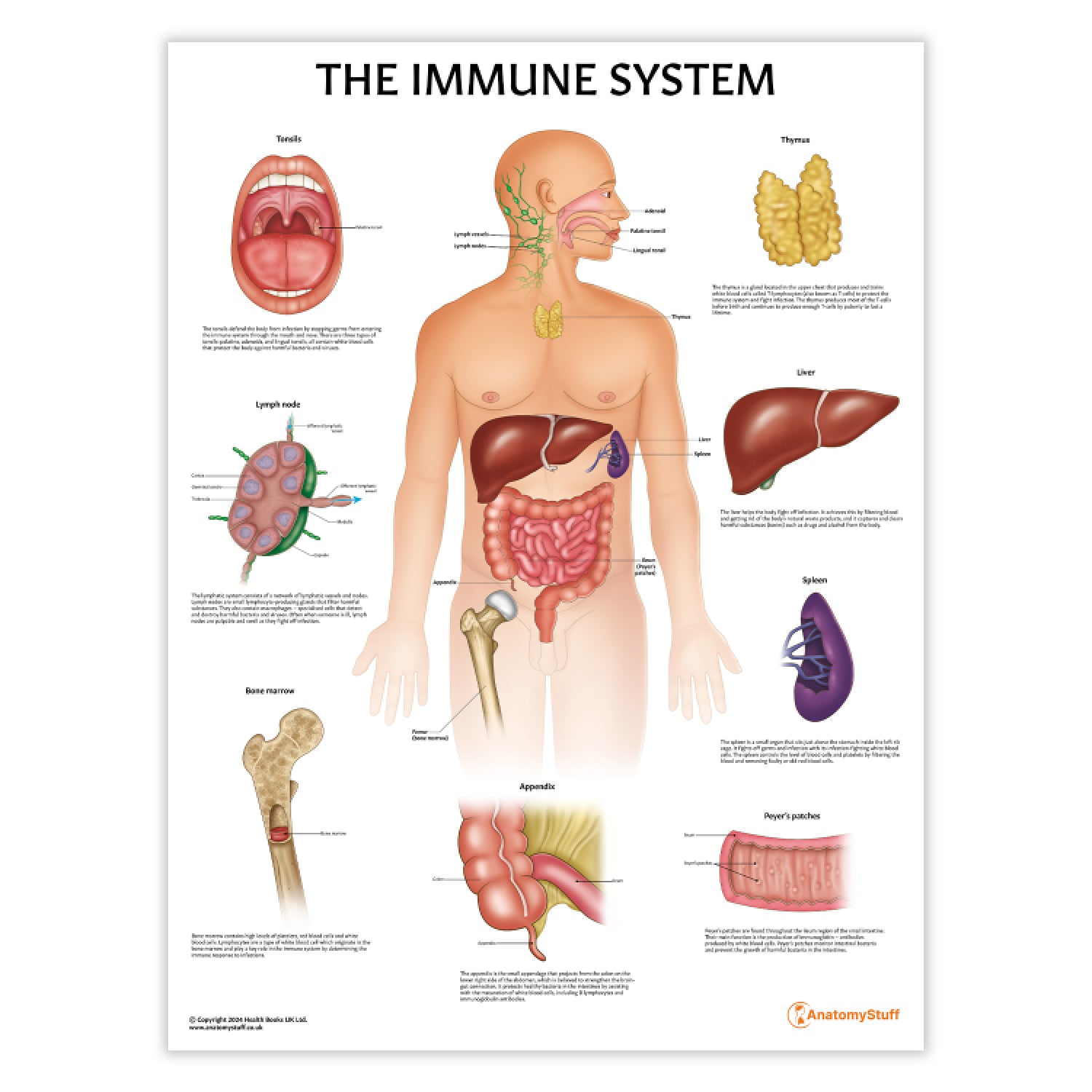 label the parts of the body associated with the immune system
