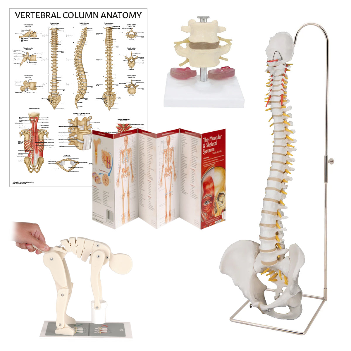 Intermediate Manual Handling Demonstration Kit