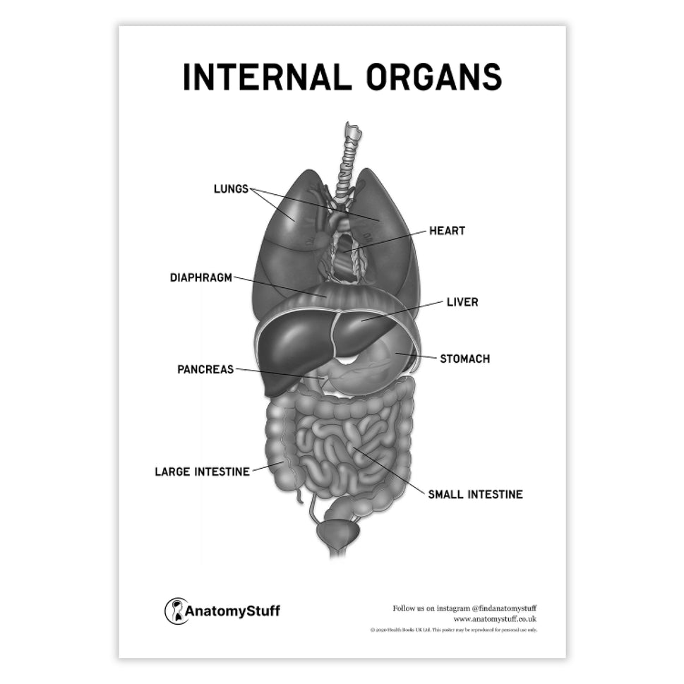 Internal Organs Poster PDF