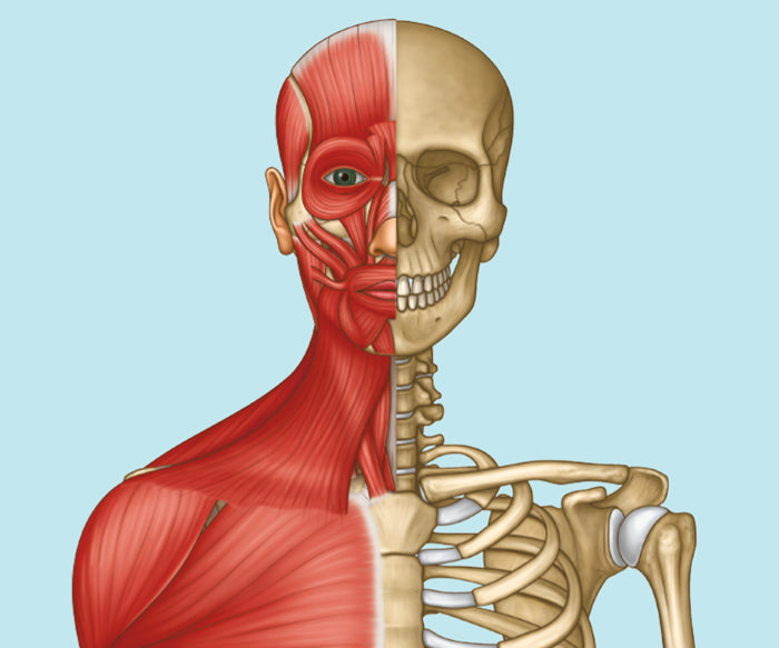 Introductory Musculoskeletal Anatomy