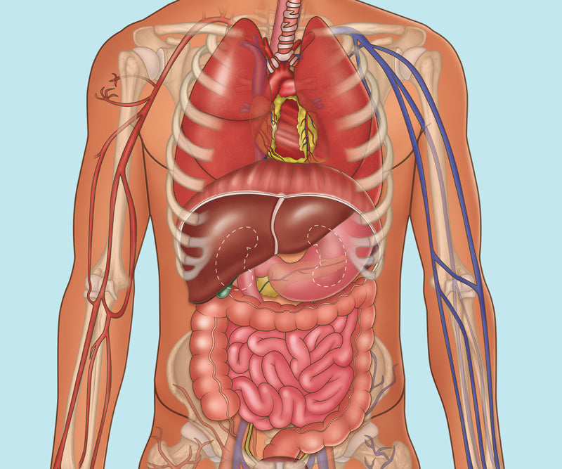 Introductory Organ Anatomy