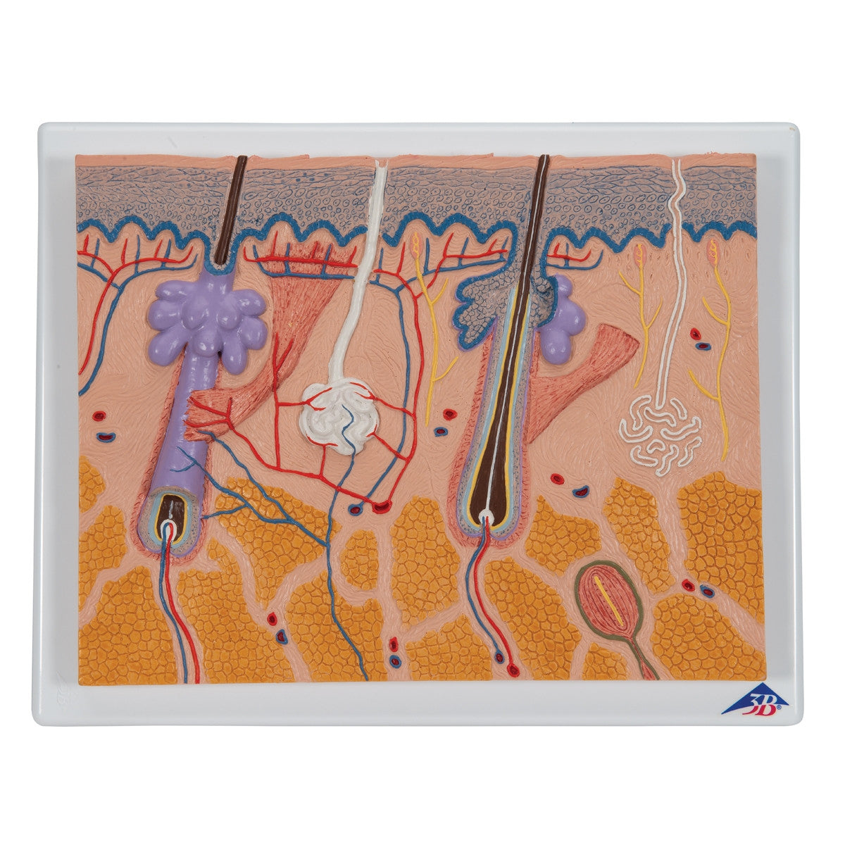 Skin Section Model (X70 enlargement)