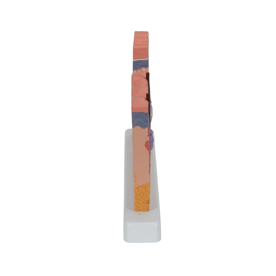 Skin Section Block Model (X 40 enlargement)