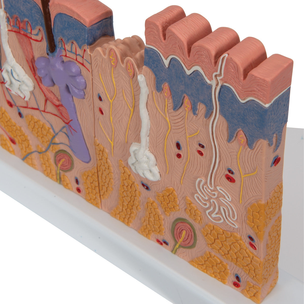 Skin Section Block Model (X 40 enlargement)