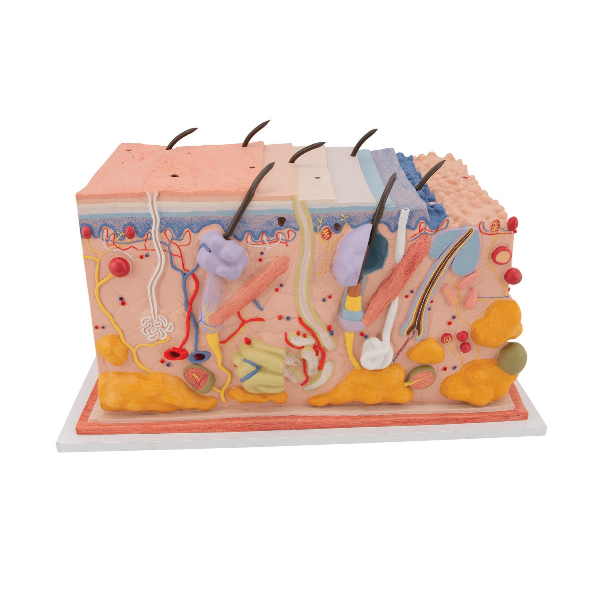 Skin Section Model (X70 enlargement)