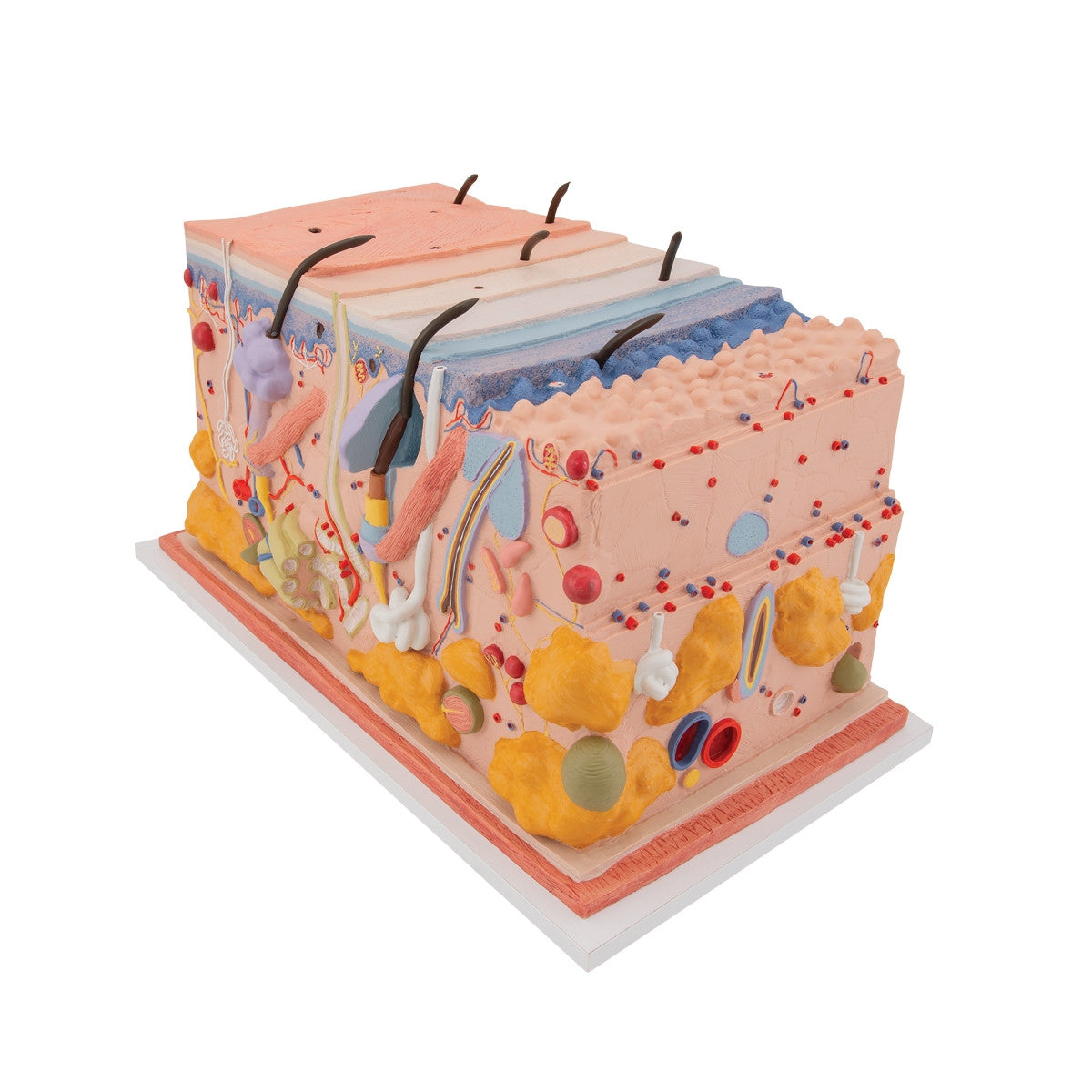 Skin Section Model (X70 enlargement)