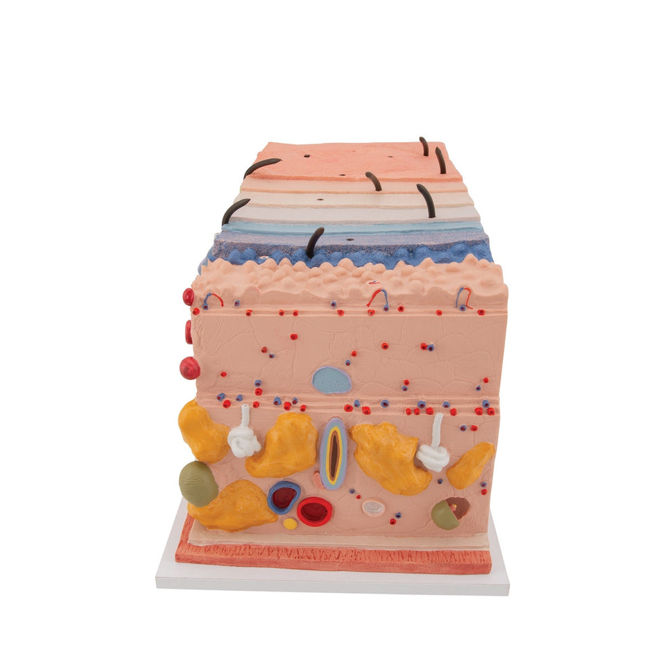 Skin Section Model (X70 enlargement)