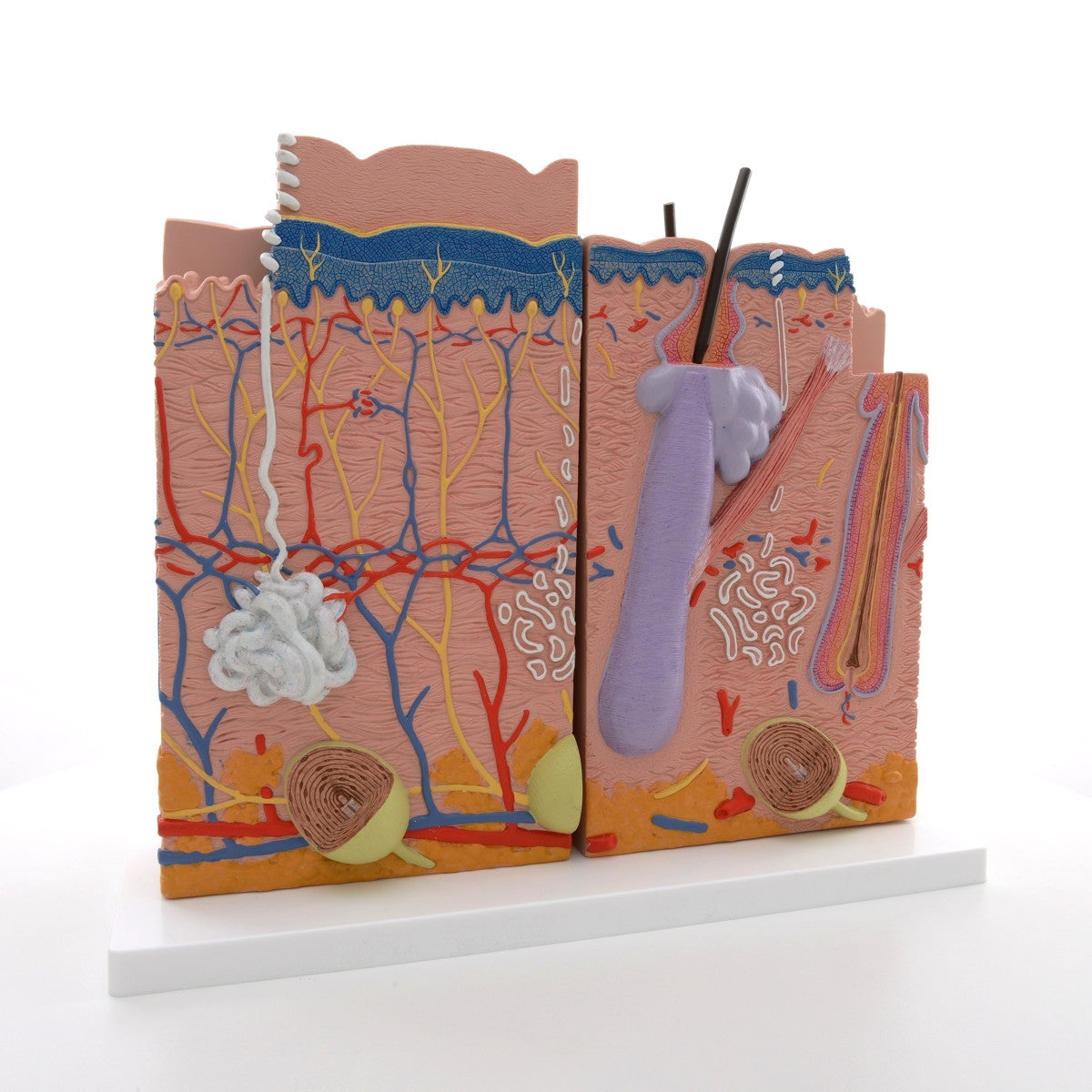 Skin Section Model (X80 enlargement)