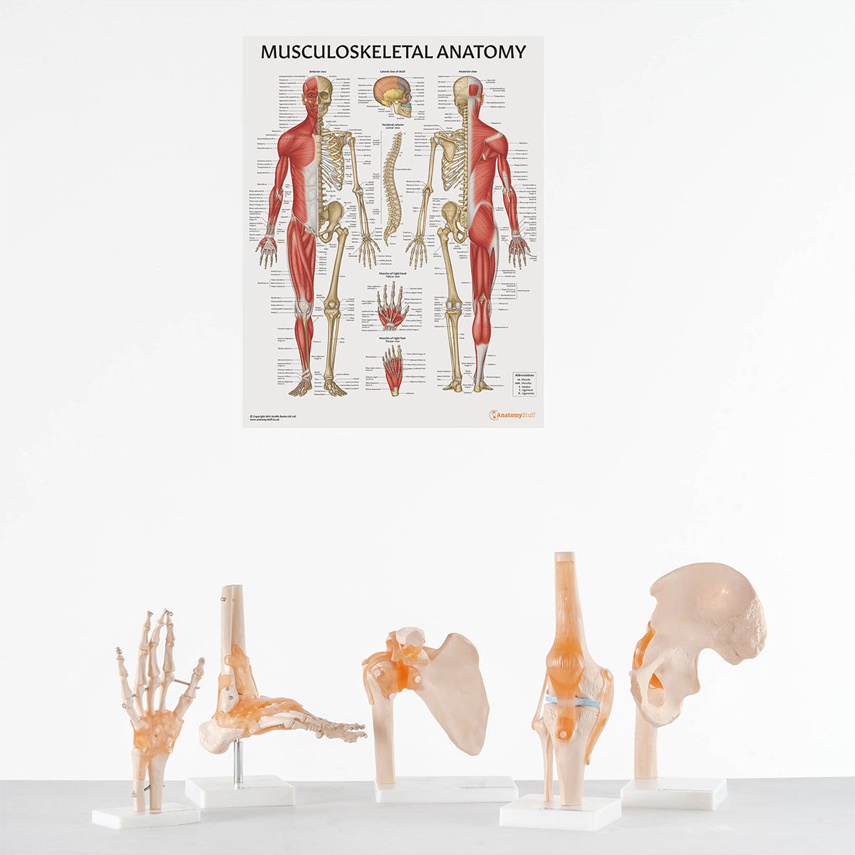 Joint Set Hand Knee Hip Shoulder Foot Models with Poster