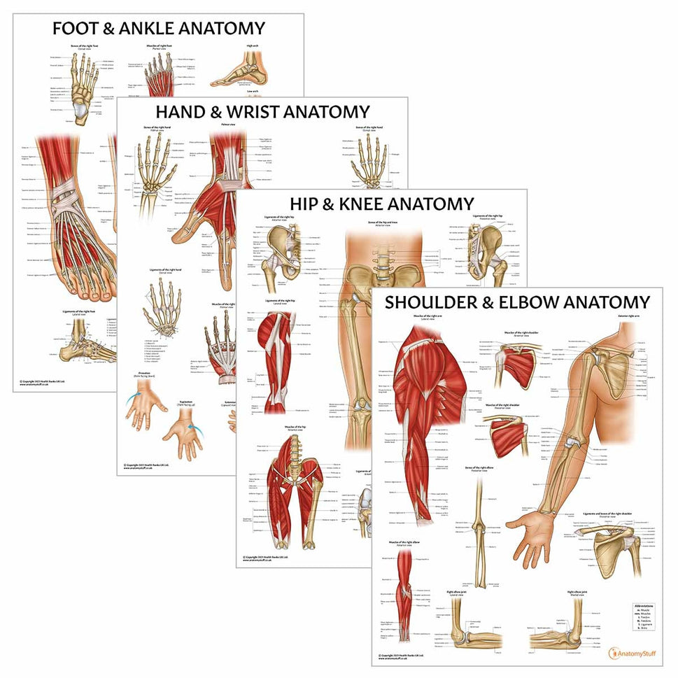 Peripheral Joint Anatomy Collection