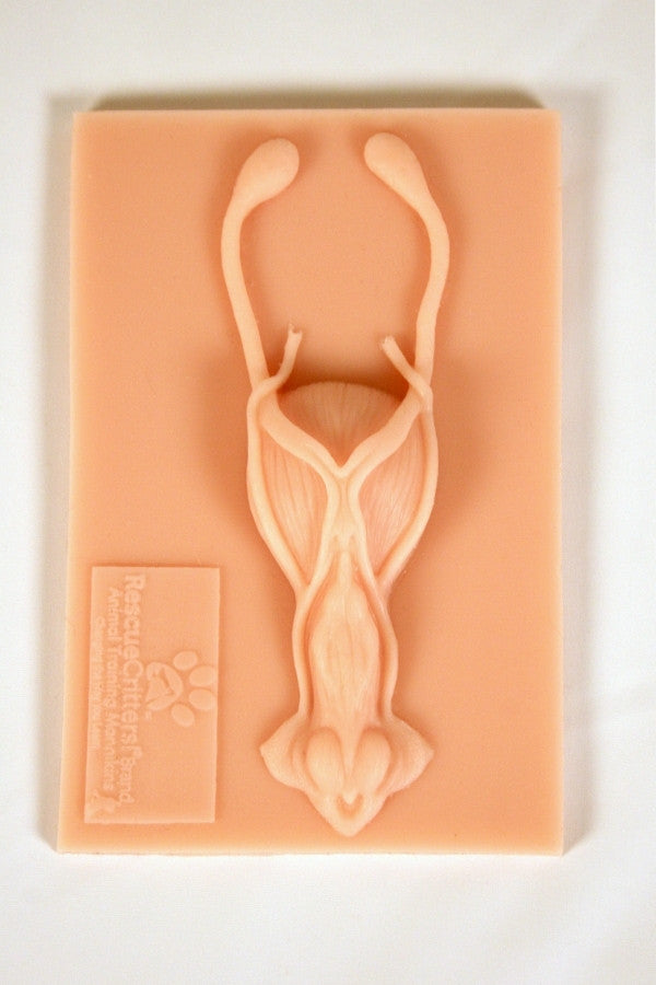 K-9 Canine Ovariohysterectomy Instructional Tool