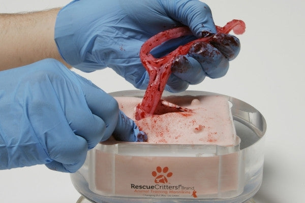 K-9 Canine Ovariohysterectomy (Spay) Model