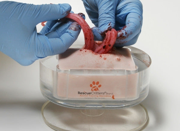 K-9 Canine Ovariohysterectomy (Spay) Model