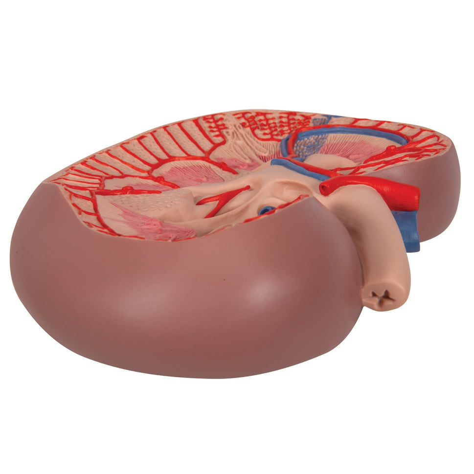 Basic Kidney Section Model (3 times life size)