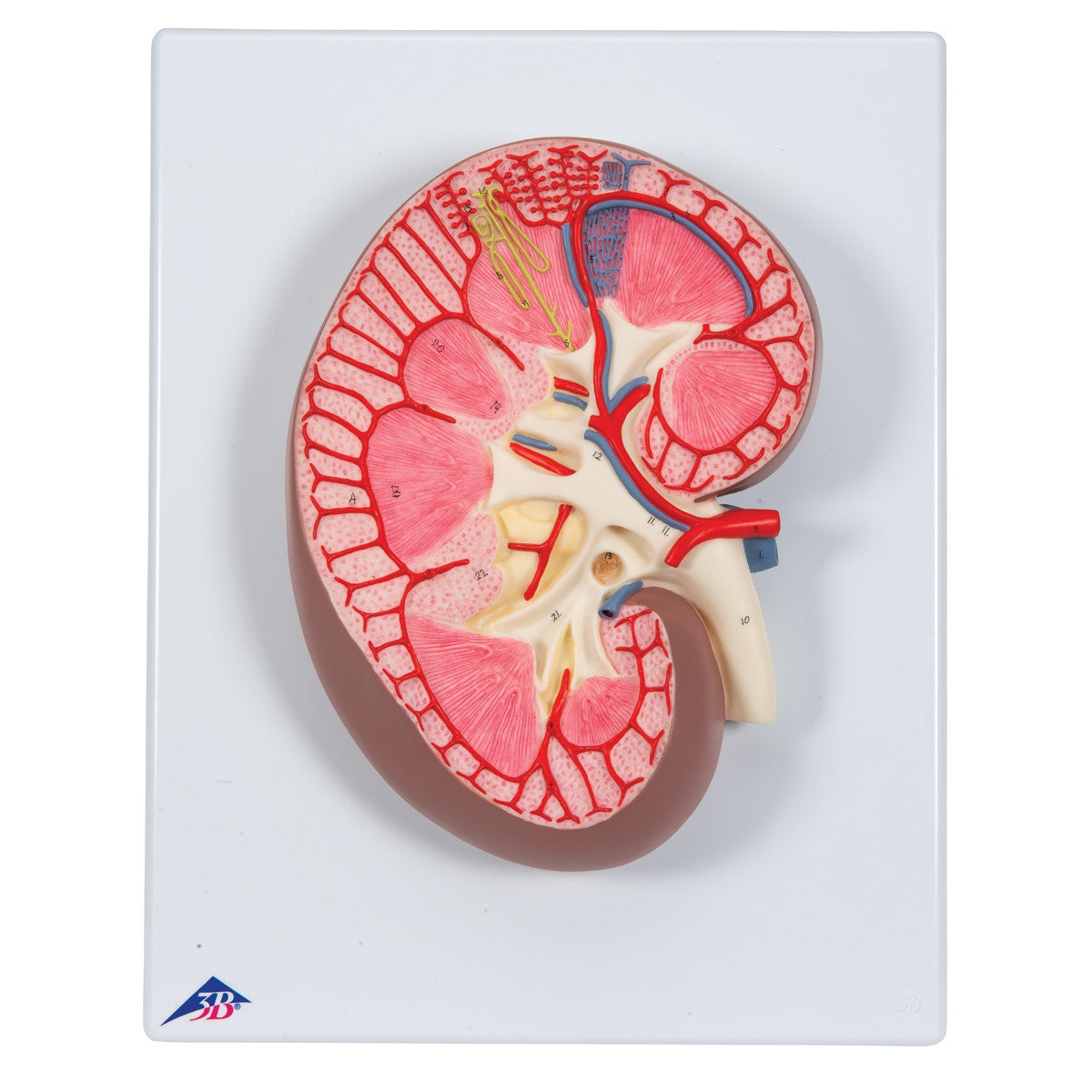 Kidney Section Model (3 times life size) 1000296