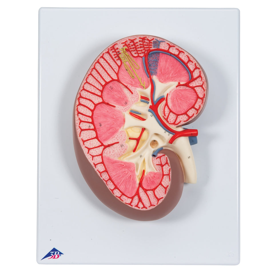 Kidney Section Model (3 times life size)