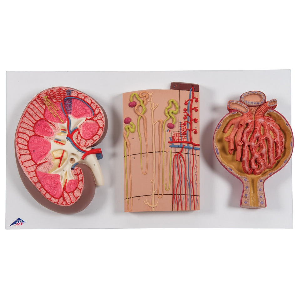 Kidney Section Model with Nephrons, Blood Vessels and Renal Corpuscle
