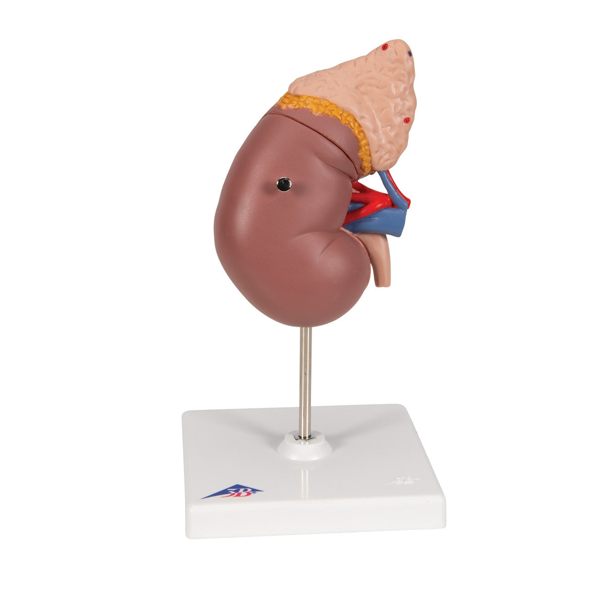 Kidney Model with Adrenal Gland (2 part) 1014211