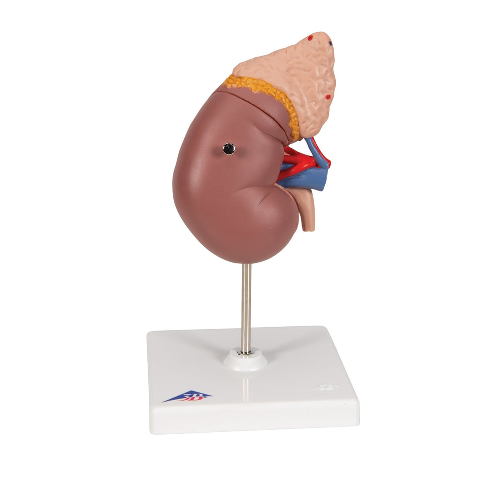 Kidney Model with Adrenal Gland (2 part)
