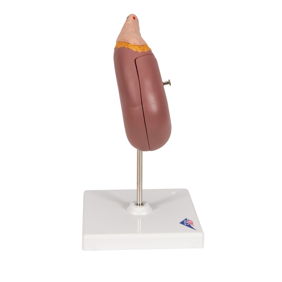 Kidney Model with Adrenal Gland (2 part)