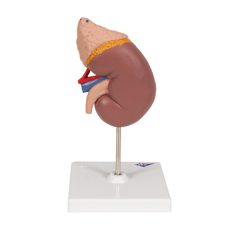 Kidney Model with Adrenal Gland (2 part)