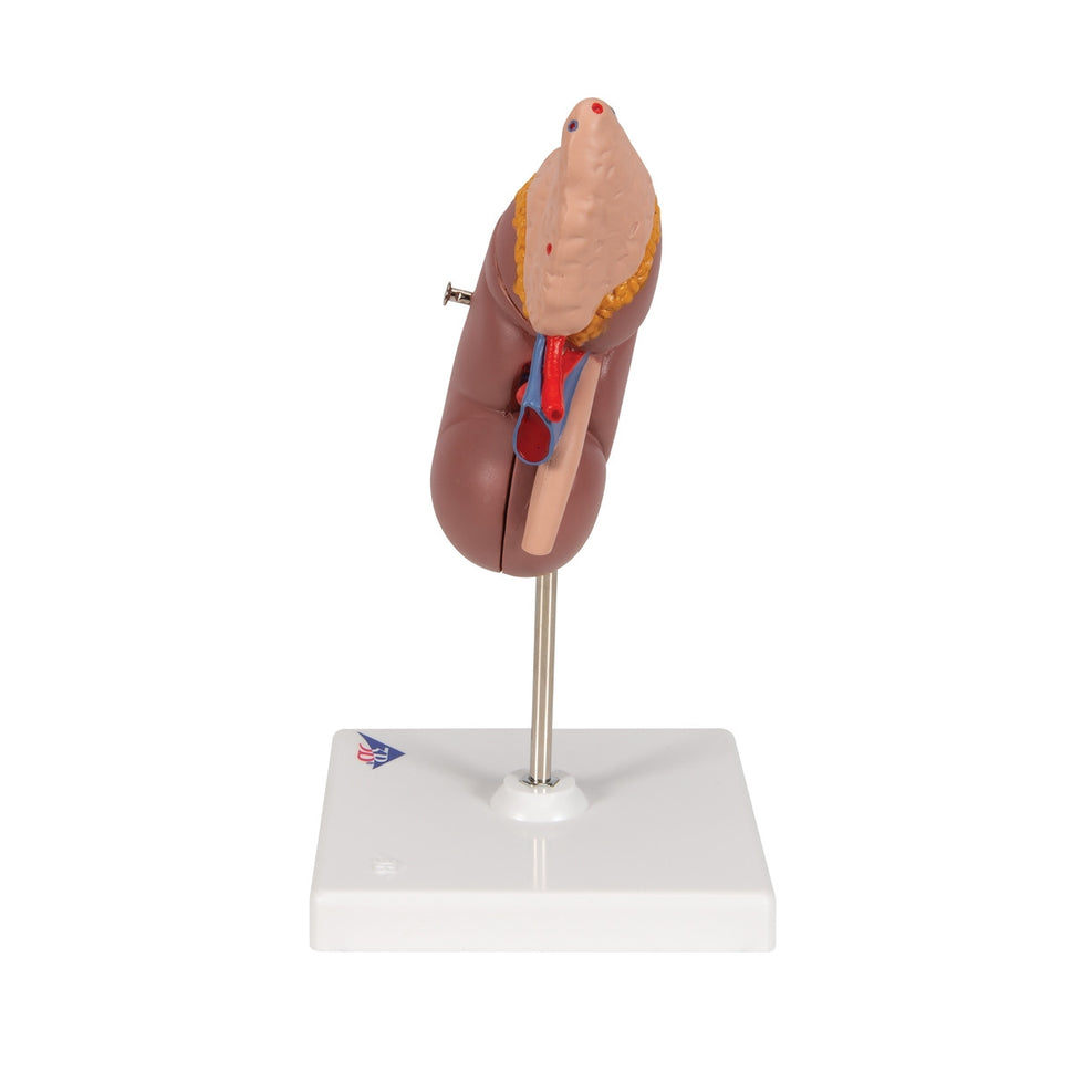 Kidney Model with Adrenal Gland (2 part)