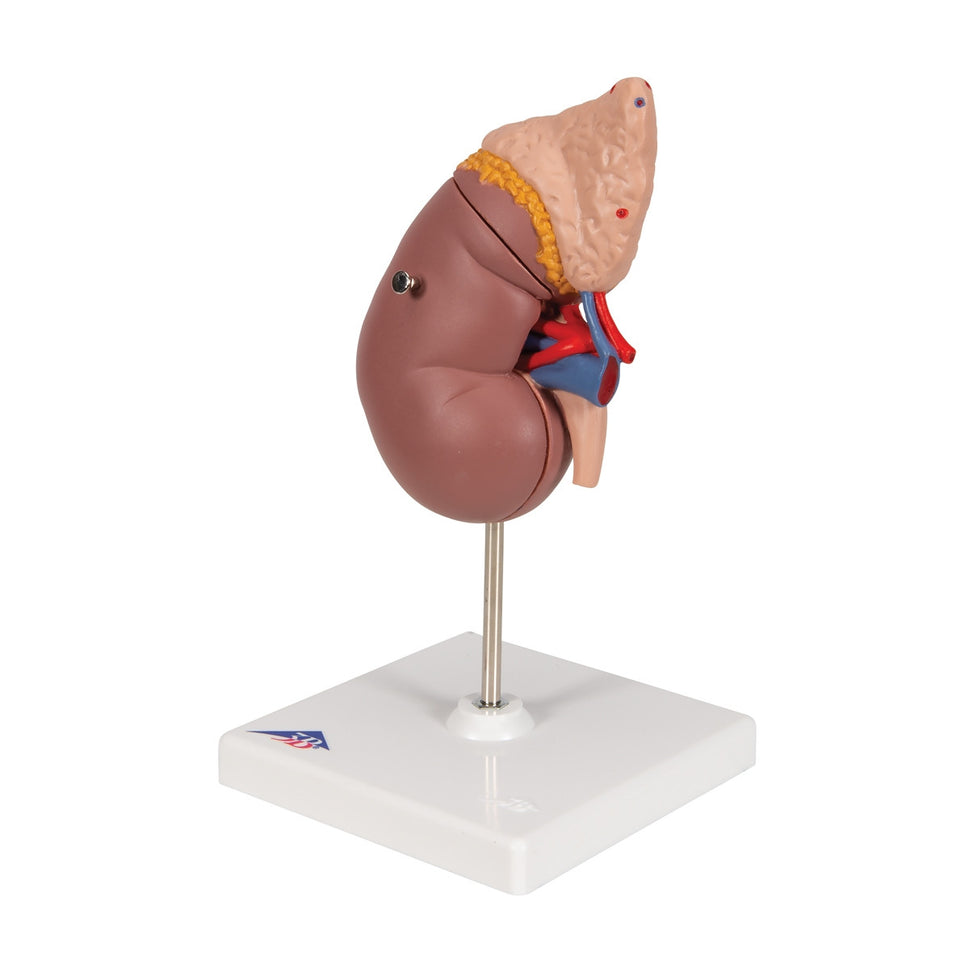 Kidney Model with Adrenal Gland (2 part)