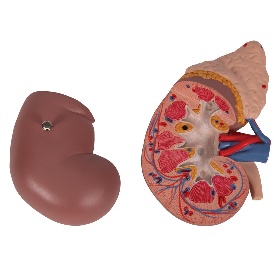 Kidney Model with Adrenal Gland (2 part)