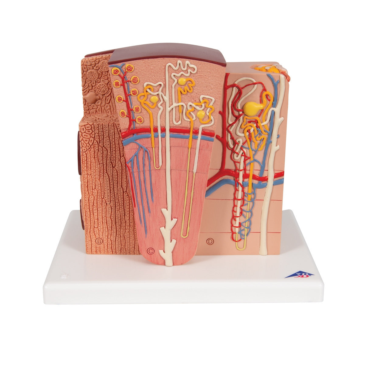 MICROanatomy Kidney Model