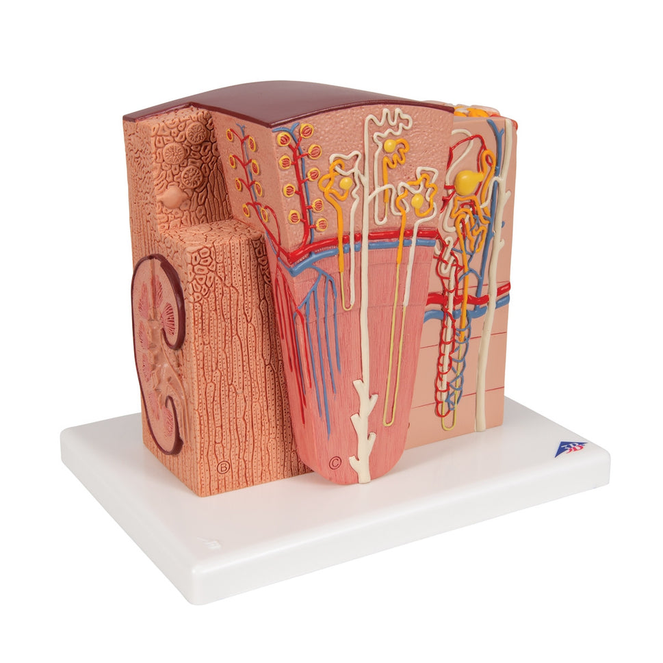 MICROanatomy Kidney Model