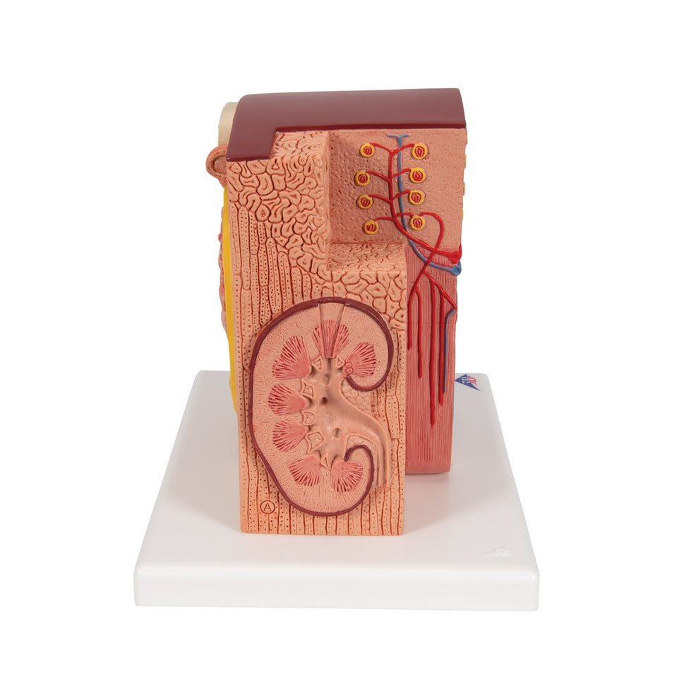 MICROanatomy Kidney Model