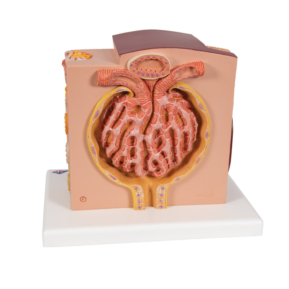 MICROanatomy Kidney Model