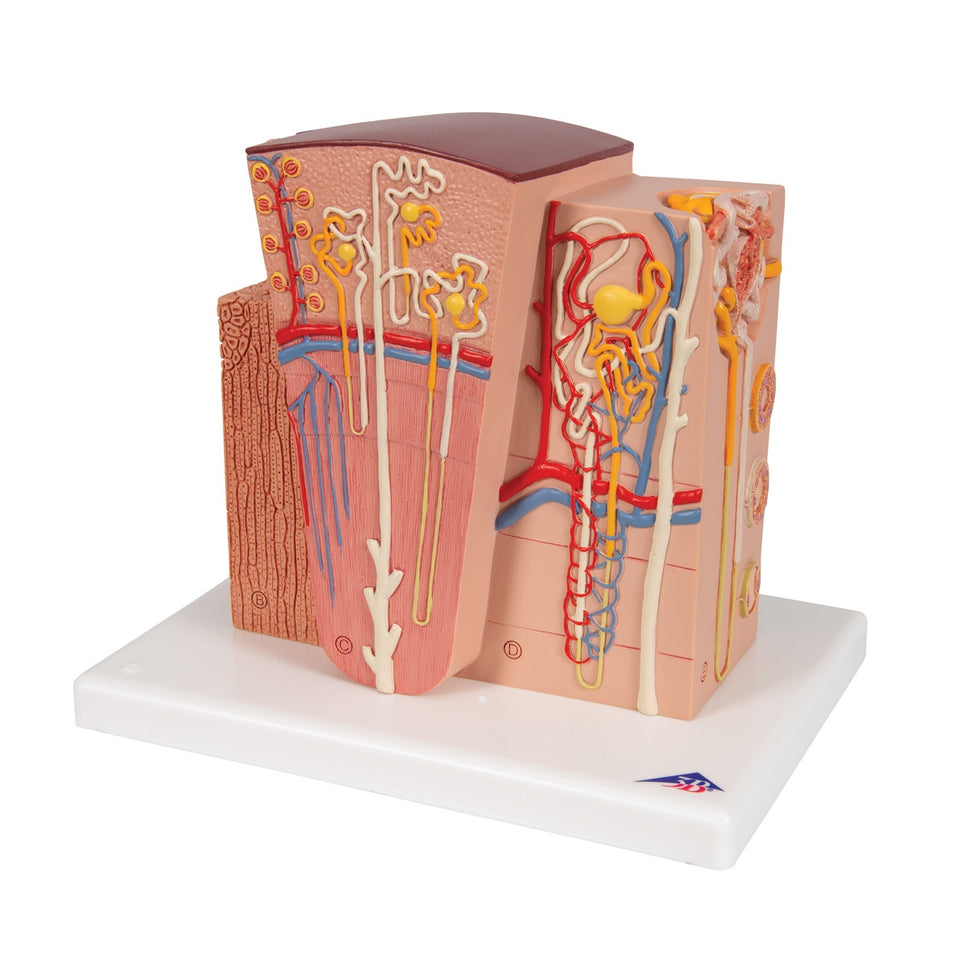 MICROanatomy Kidney Model