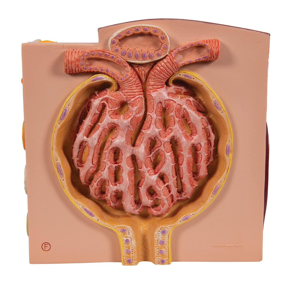 MICROanatomy Kidney Model
