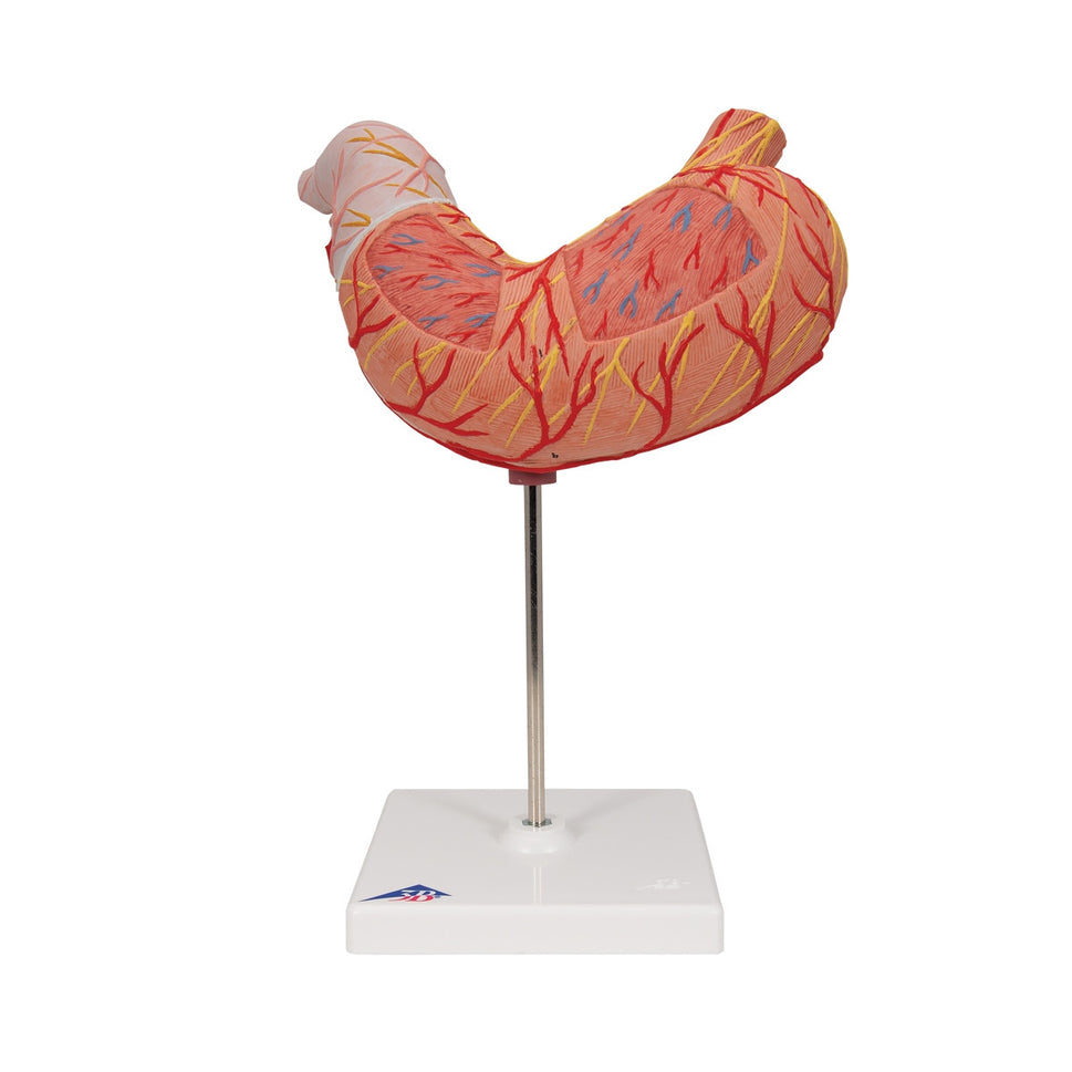 Stomach Model (2 part)