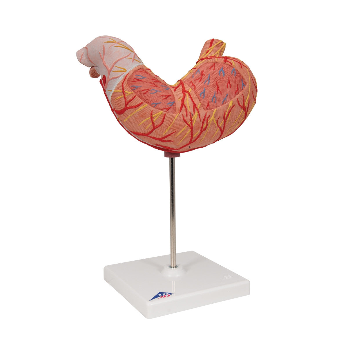 Stomach Model (2 part)
