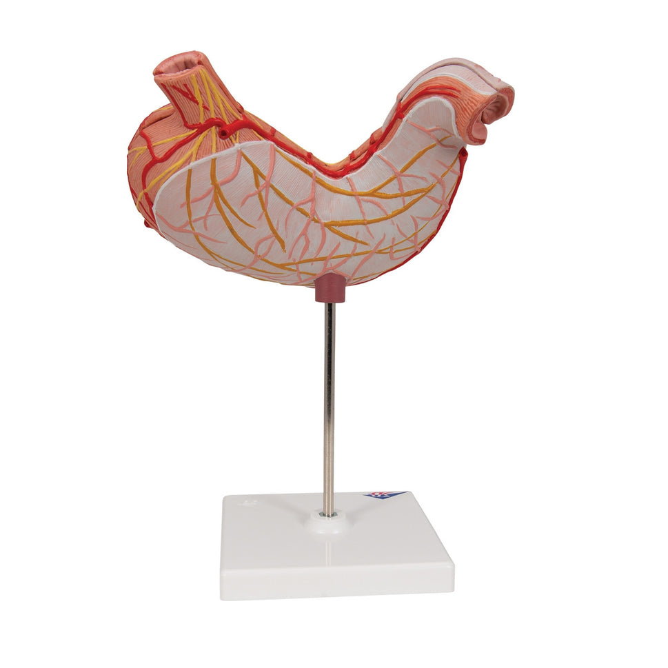 Stomach Model (2 part)
