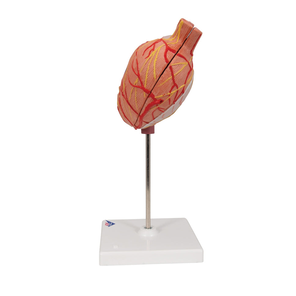 Stomach Model (2 part)