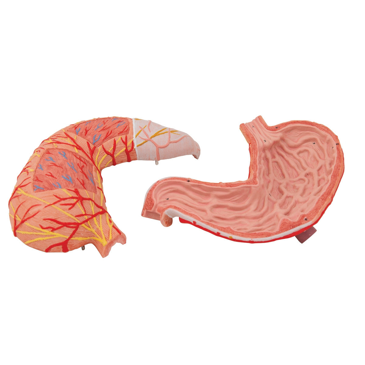Stomach Model (2 part)