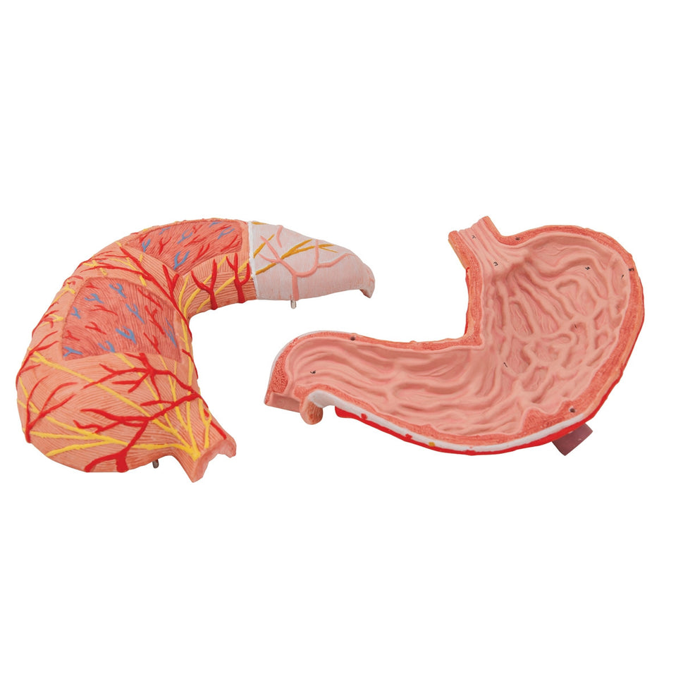 Stomach Model (2 part)