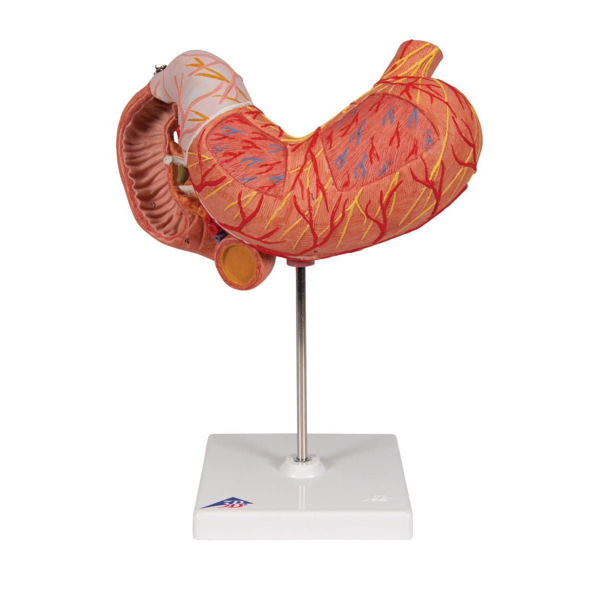 Stomach Anatomical Model (3 part)