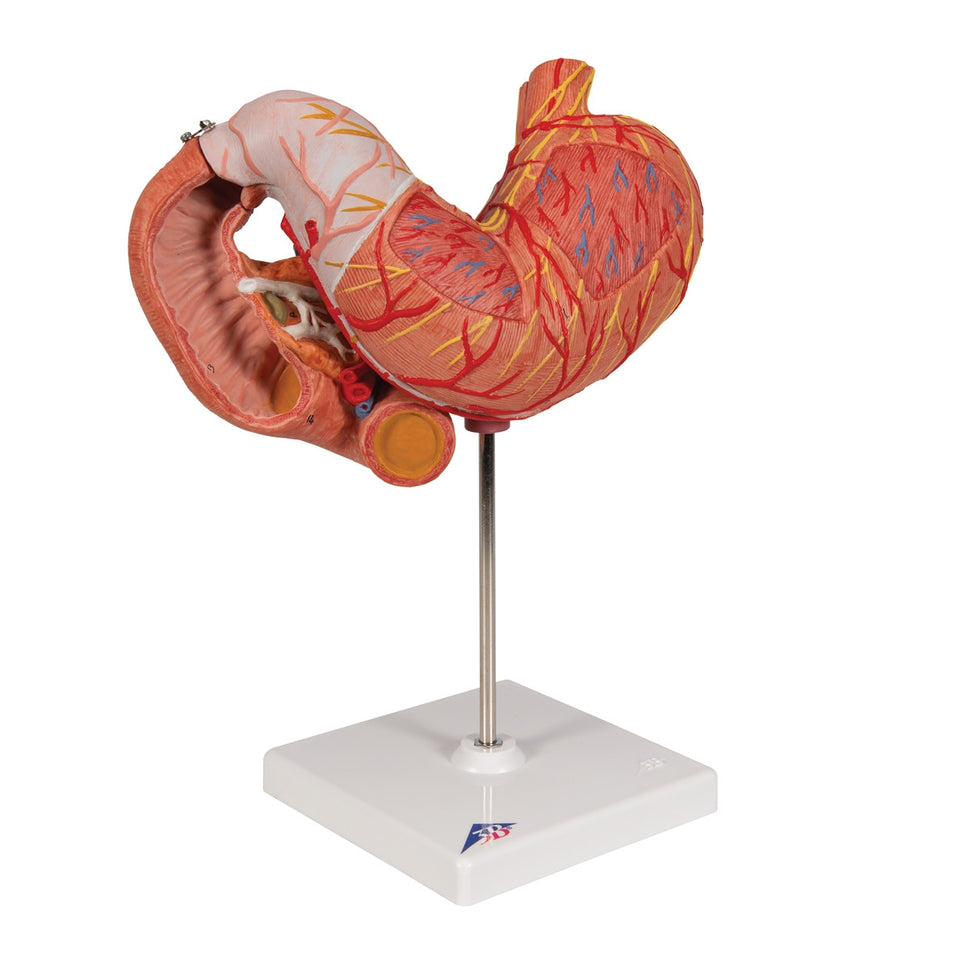 Stomach Anatomical Model (3 part)