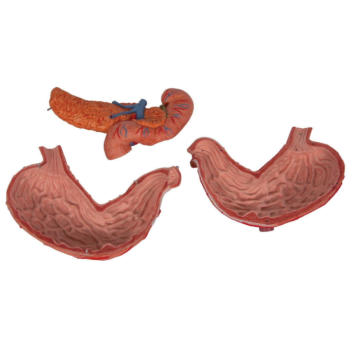 Stomach Anatomical Model (3 part)