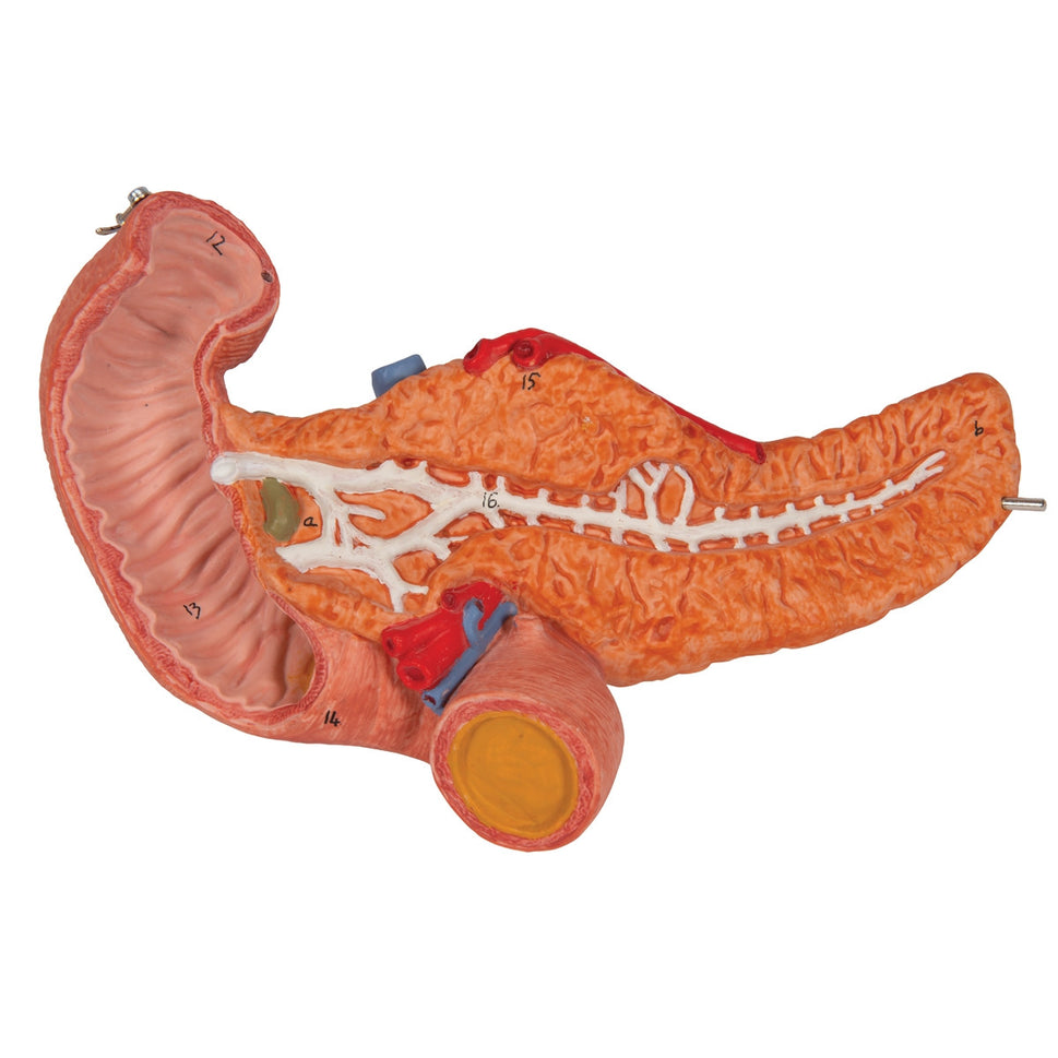 Stomach Anatomical Model (3 part)