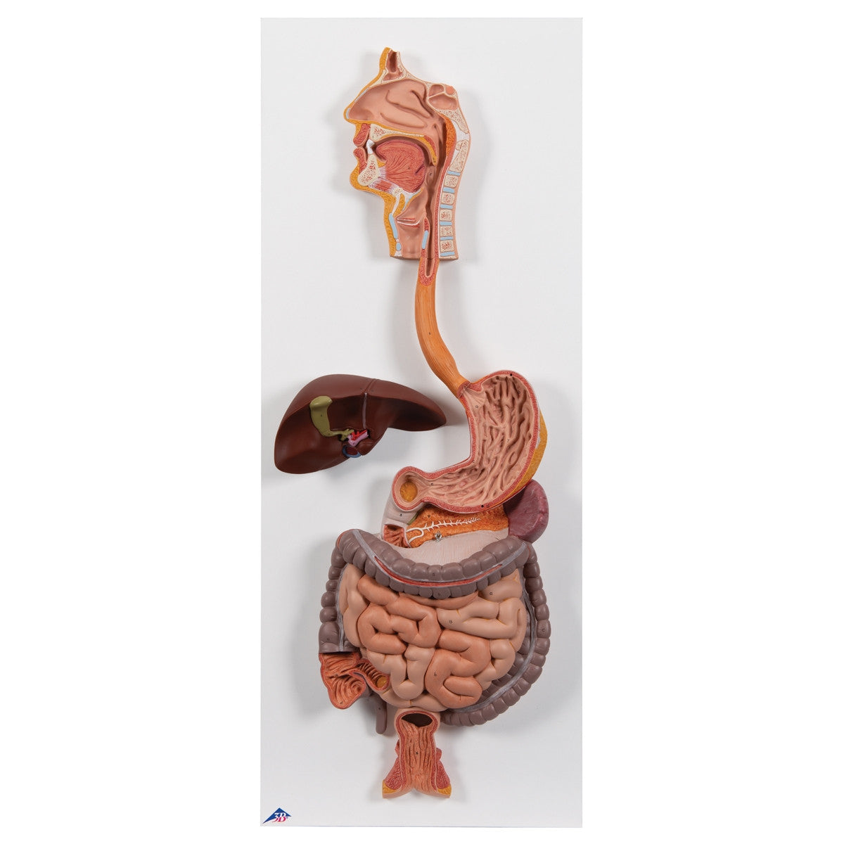Life-Size Digestive System Model (2 part)
