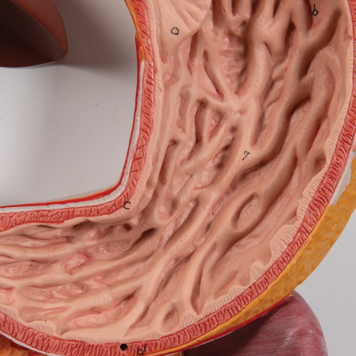 Life-Size Digestive System Model (2 part)