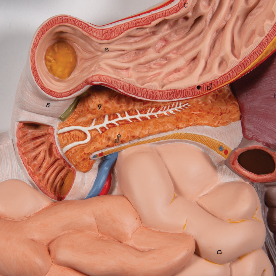 Life-Size Digestive System Model (2 part)