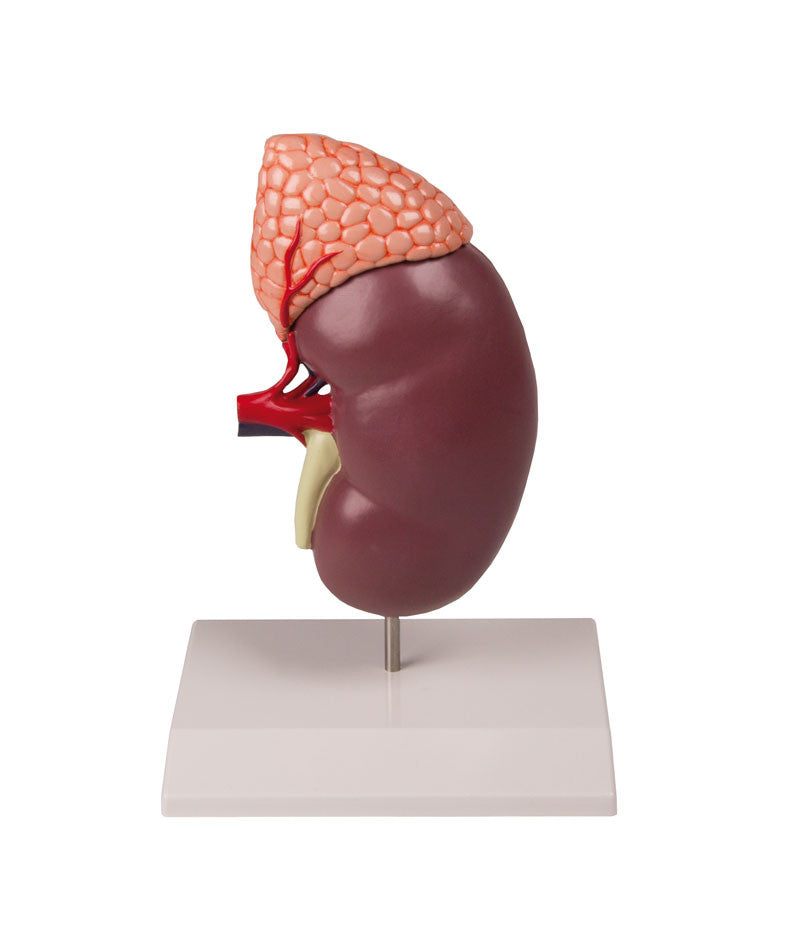 Kidney Model with Adrenal Gland (2 times life size, 2 part)