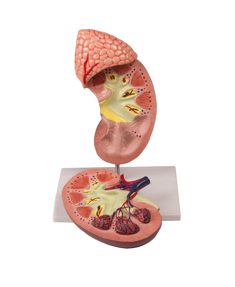 Kidney Model with Adrenal Gland (2 times life size, 2 part)